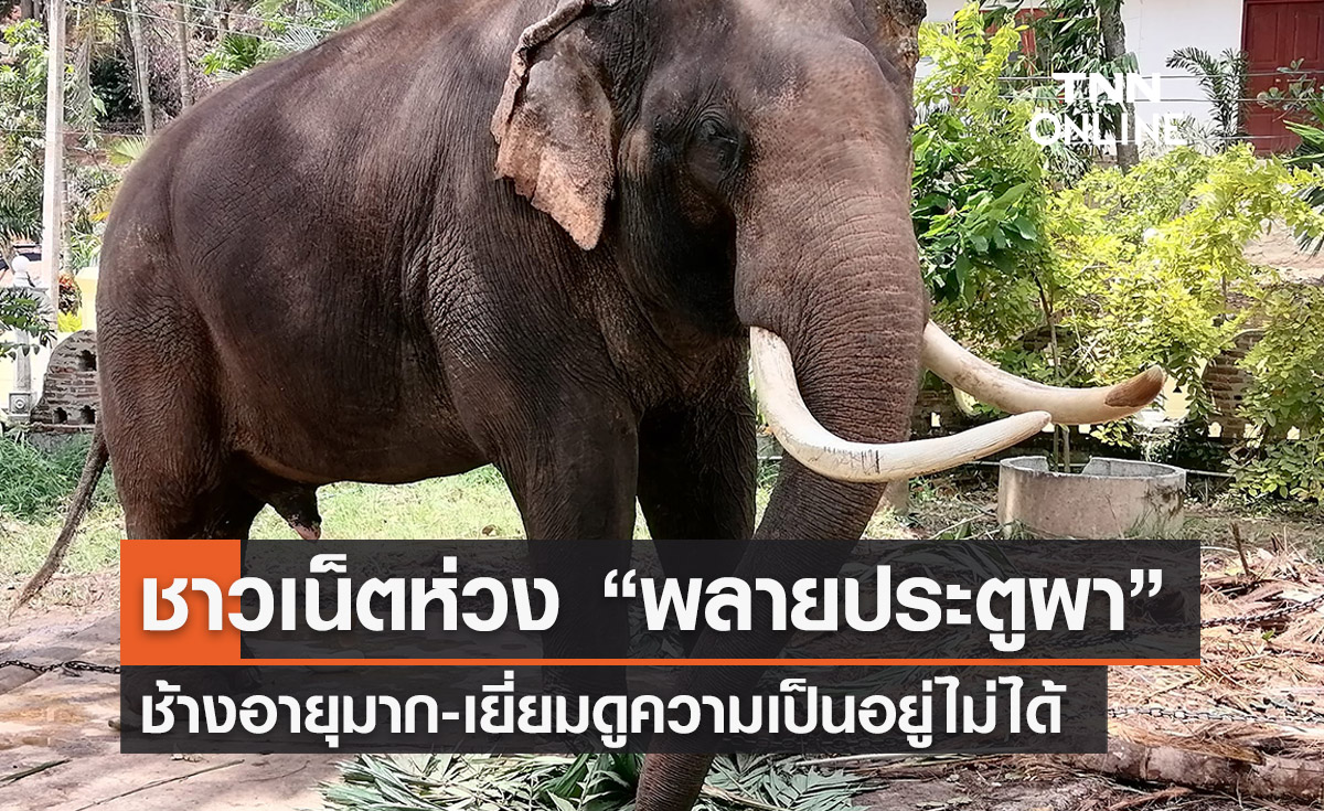 ชาวเน็ตห่วง “พลายประตูผา” ช้างไทยในศรีลังกา อายุมากแล้ว-เยี่ยมไม่ได้