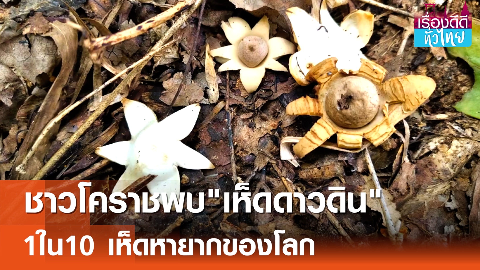 เห็ดดาวดิน1ใน10 เห็ดหายากของโลก | เรื่องดีดีทั่วไทย