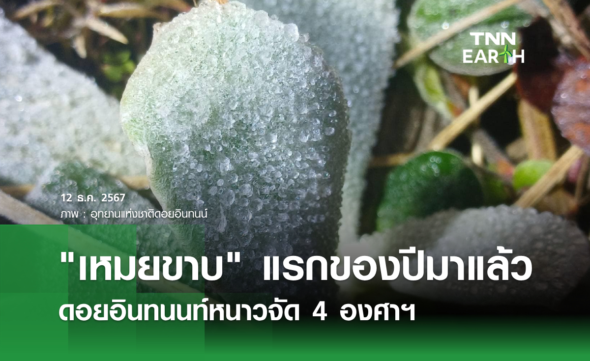 เหมยขาบ แรกของปีมาแล้ว  ดอยอินทนนท์หนาวจัด 4 องศาฯ