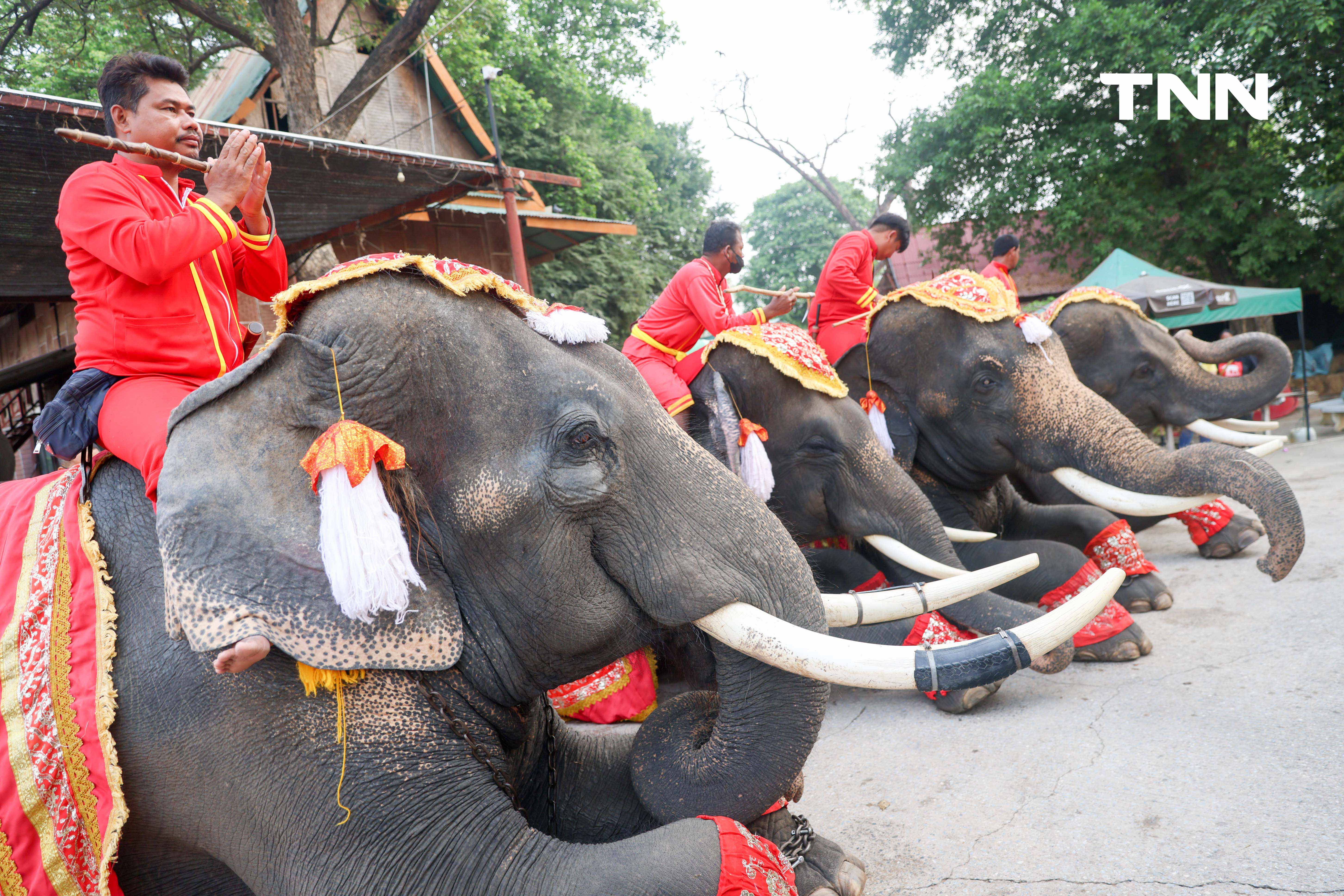 “วันช้างไทย” แลเพนียด ทำบุญ-เลี้ยงอาหารช้าง เพื่อเป็นสิริมงคล