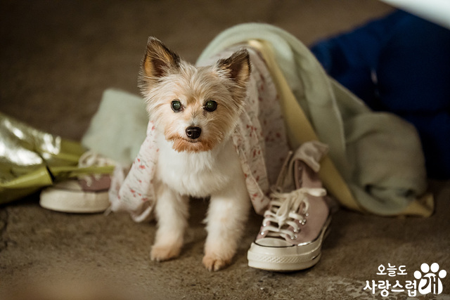 A Good Day to Be a Dog รักวุ่น ๆ ของคนถูกสาปให้เป็นสุนัข