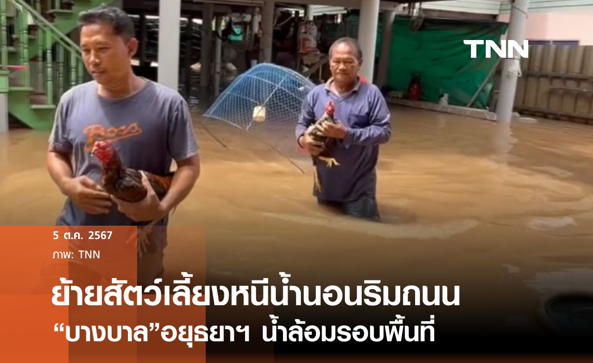 ชาวบางบาลย้ายสัตว์เลี้ยงหนีน้ำท่วม