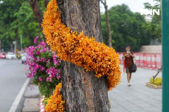 ประดับดอกไม้ เติมสีสันบนถนนประวัติศาสตร์ เฉลิมพระเกียรติในโอกาสพระราชพิธีมหามงคลวันเฉลิมพระชนมพรรษา 2567