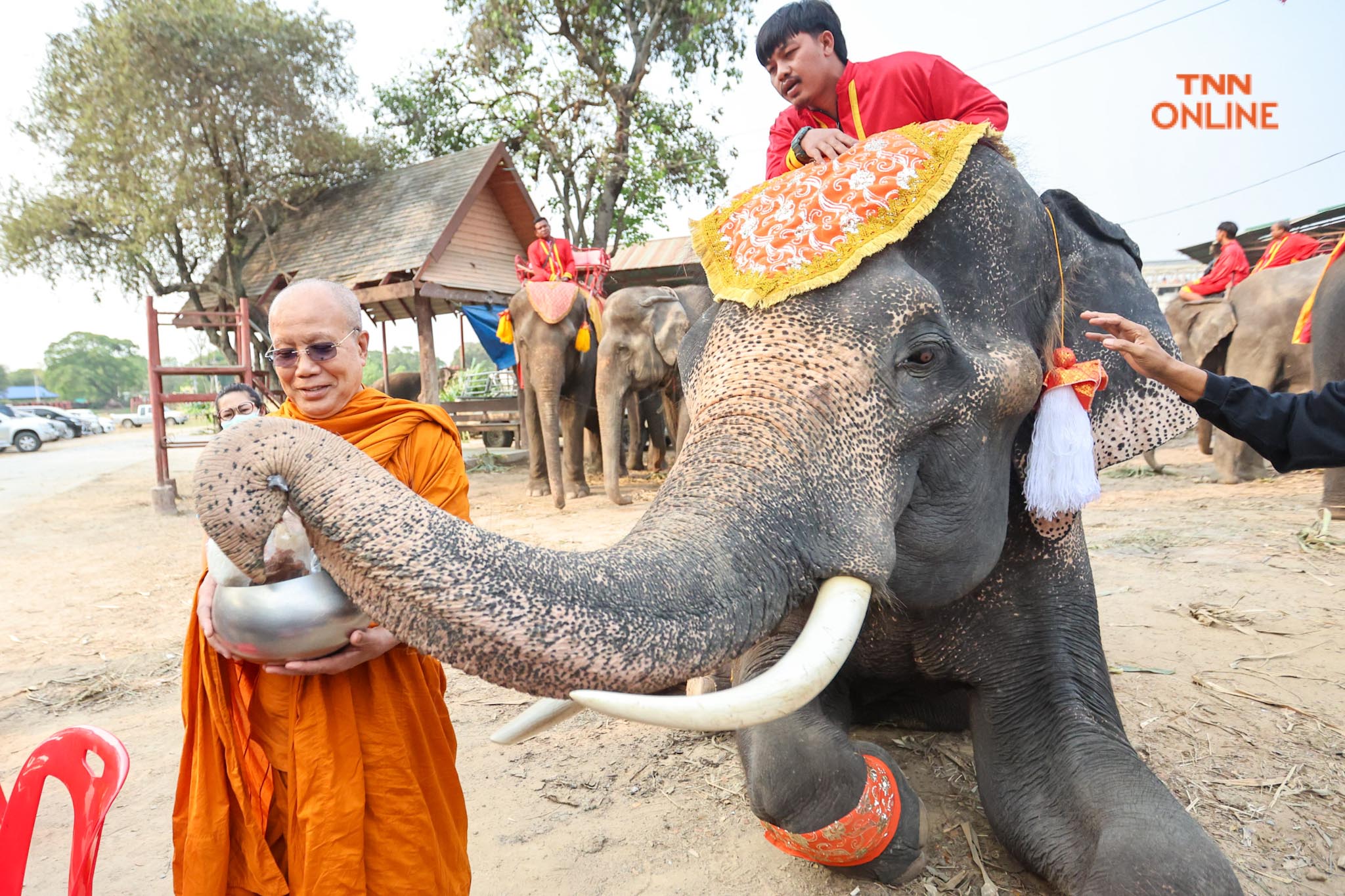 “วันช้างไทย” แลเพนียด ทำบุญ-เลี้ยงอาหารช้าง เพื่อเป็นสิริมงคล