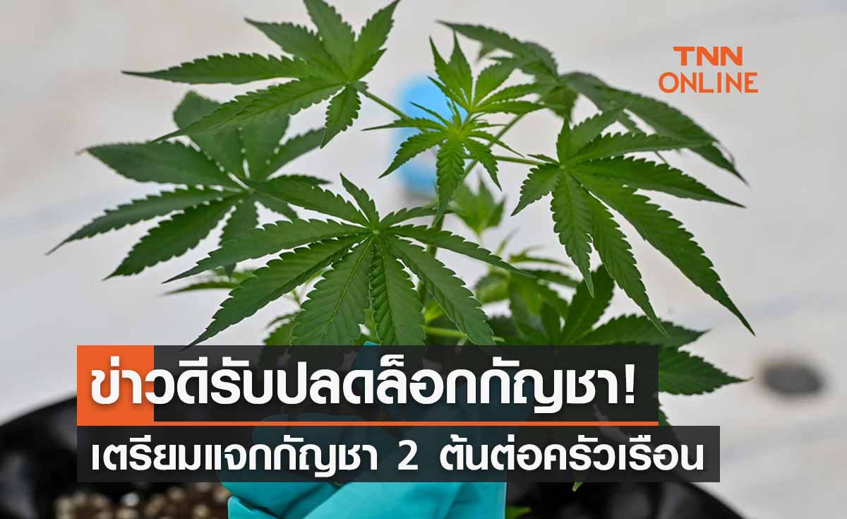 ปลดล็อกกัญชา เตรียมแจก 2 ต้นต่อครัวเรือน ลงทะเบียน 16 มิ.ย. นี้ 