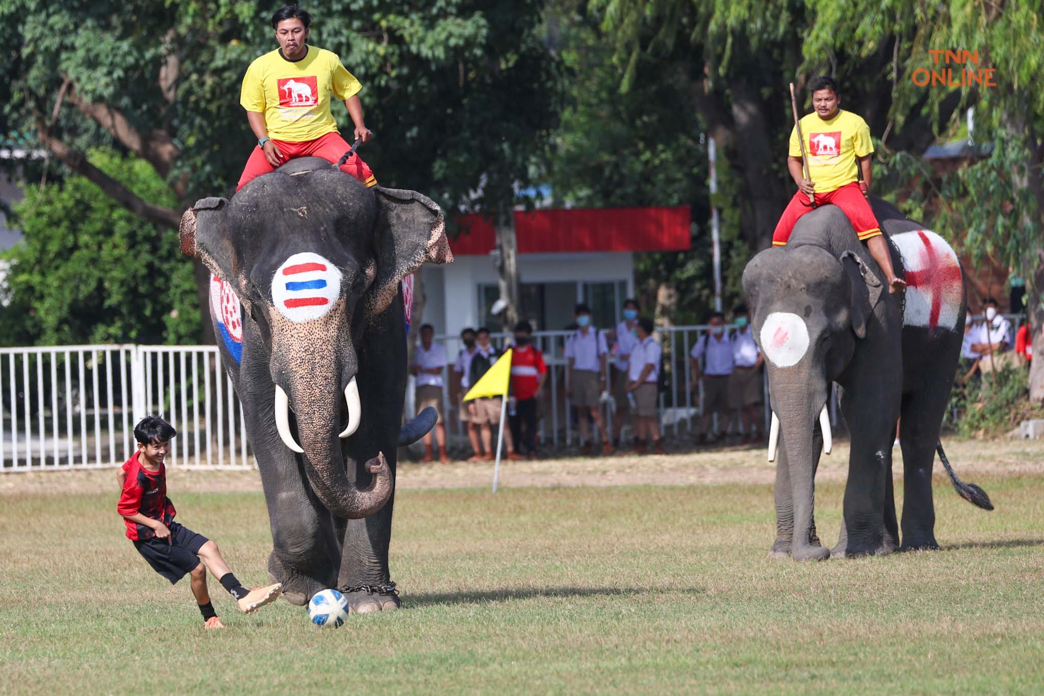 อยุธยาจัด“ช้างเตะบอลกับคน” ร่วมรณรงค์เชียร์บอลโลกไม่เล่นการพนัน