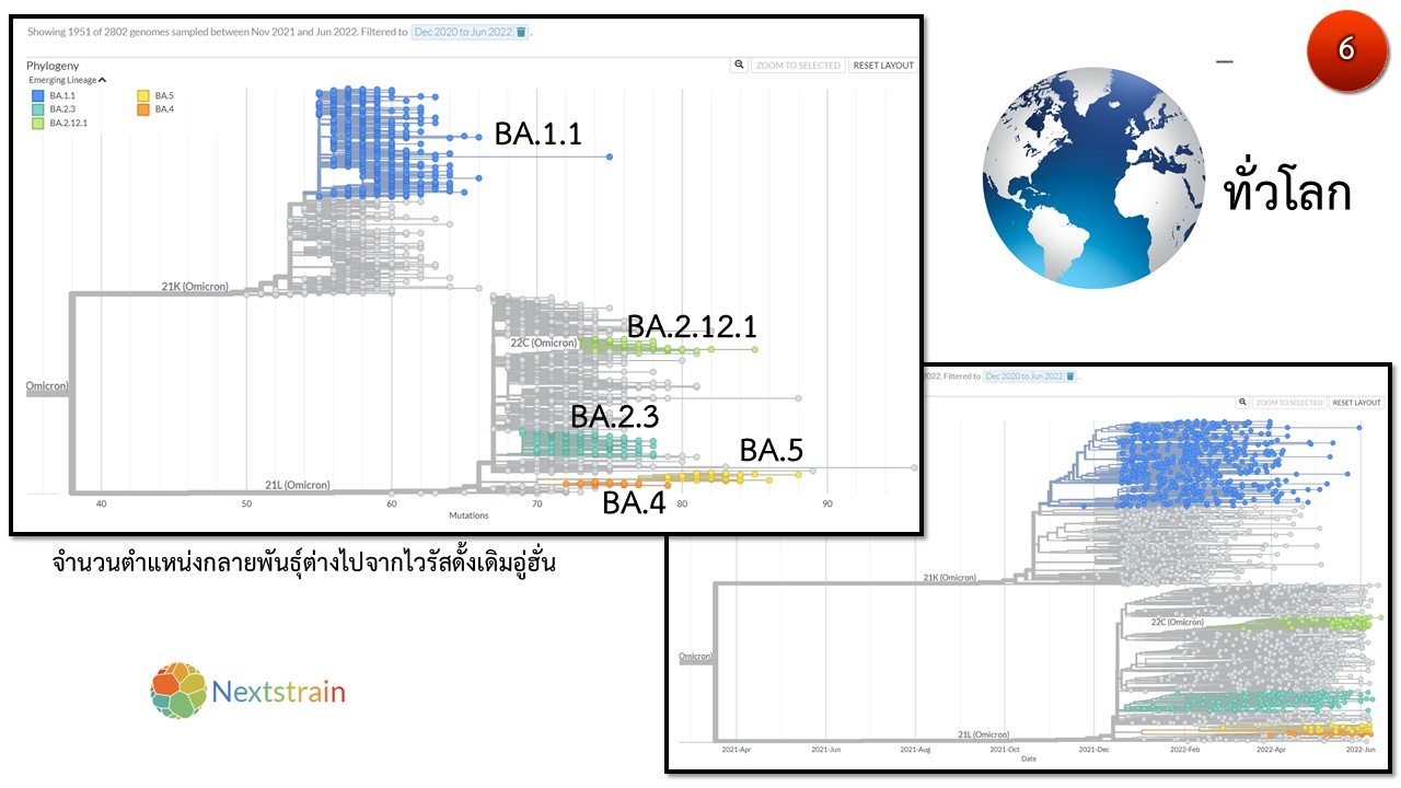 โอมิครอน BA.5 ศูนย์จีโนมฯเตือนระวังระบาดเข้ามาแทนที่ทุกสายพันธุ์!