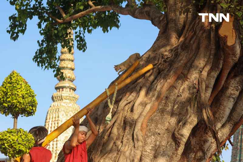 พิธีแห่ไม้คำโพธิ์หลวง เฉลิมพระเกียรติ เนื่องในพระราชพิธีสมมงคล 2568