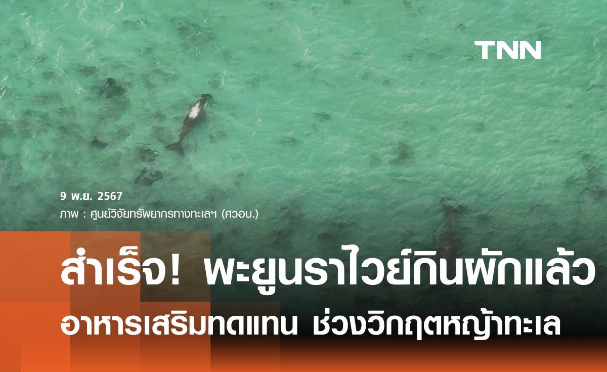 สำเร็จ ! พะยูนหลังขาว หาดราไวย์ ยอมกินผักอาหารเสริมทดแทนหญ้าทะเลแล้ว