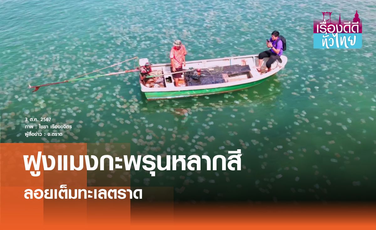 ล่องเรือชมแมงกะพรุนหลากสีทะเลตราด I เรื่องดีดีทั่วไทย 