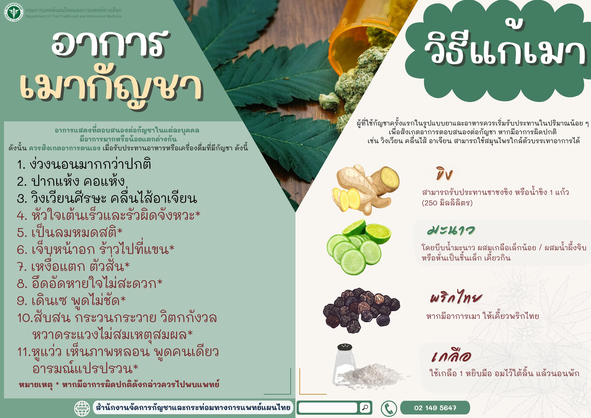 เมากัญชาแก้อย่างไร? เปิด 4 สมุนไพรใกล้ช่วยบรรเทาได้ เมากัญชาแก้อย่างไร? เปิด 4 สมุนไพรใกล้ช่วยบรรเทาได้