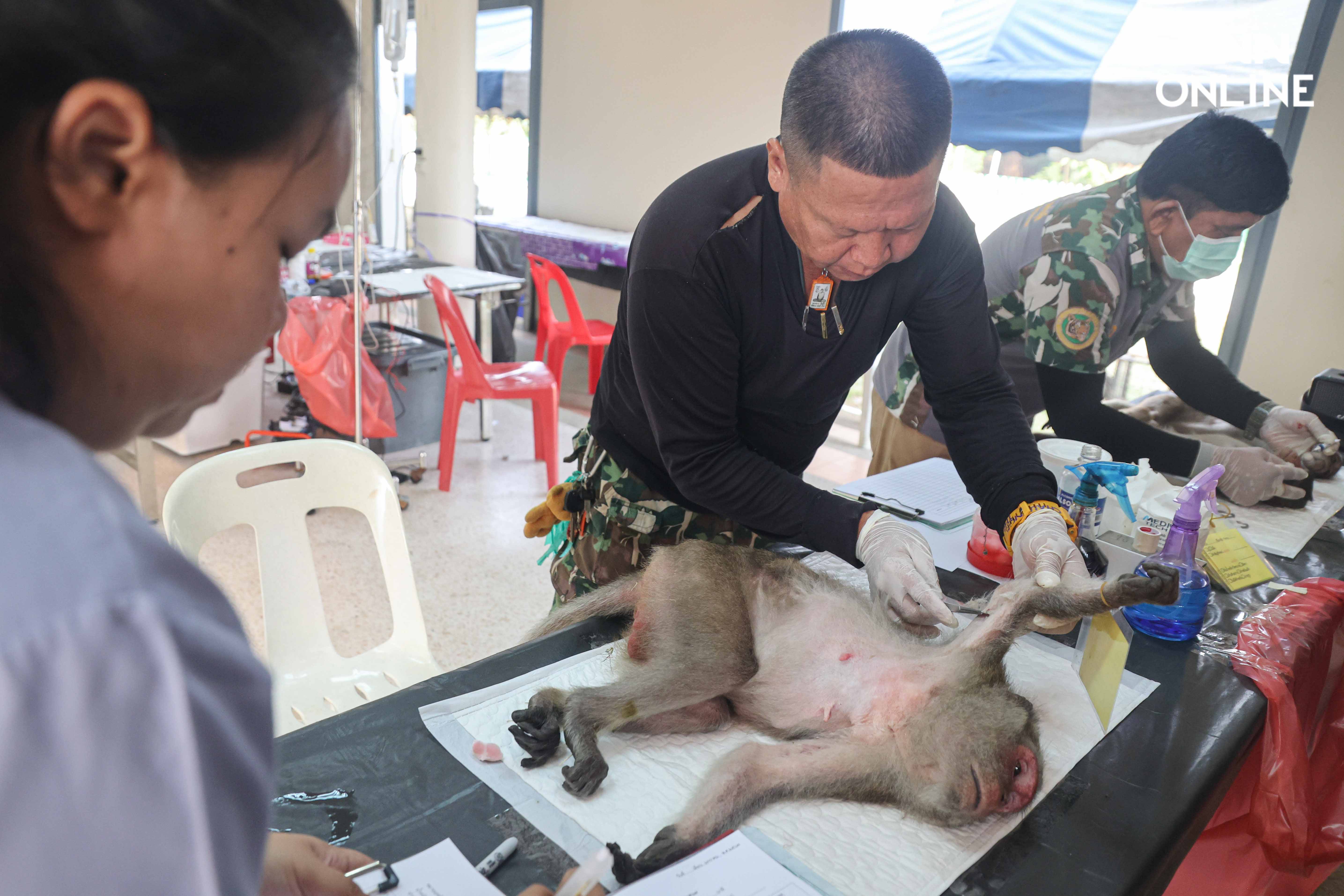 ทำหมันควบคุมประชากร แก้ปัญหาลิงขยายพันธ์ุเข้าถิ่นอาศัยคน