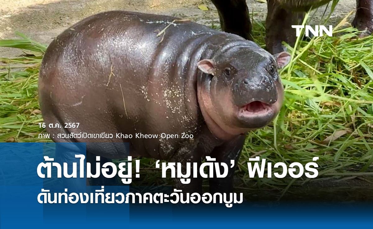 หมูเด้ง ซุปตาร์ฮิปโปแคระ ดันท่องเที่ยวภาคตะวันออกบูม