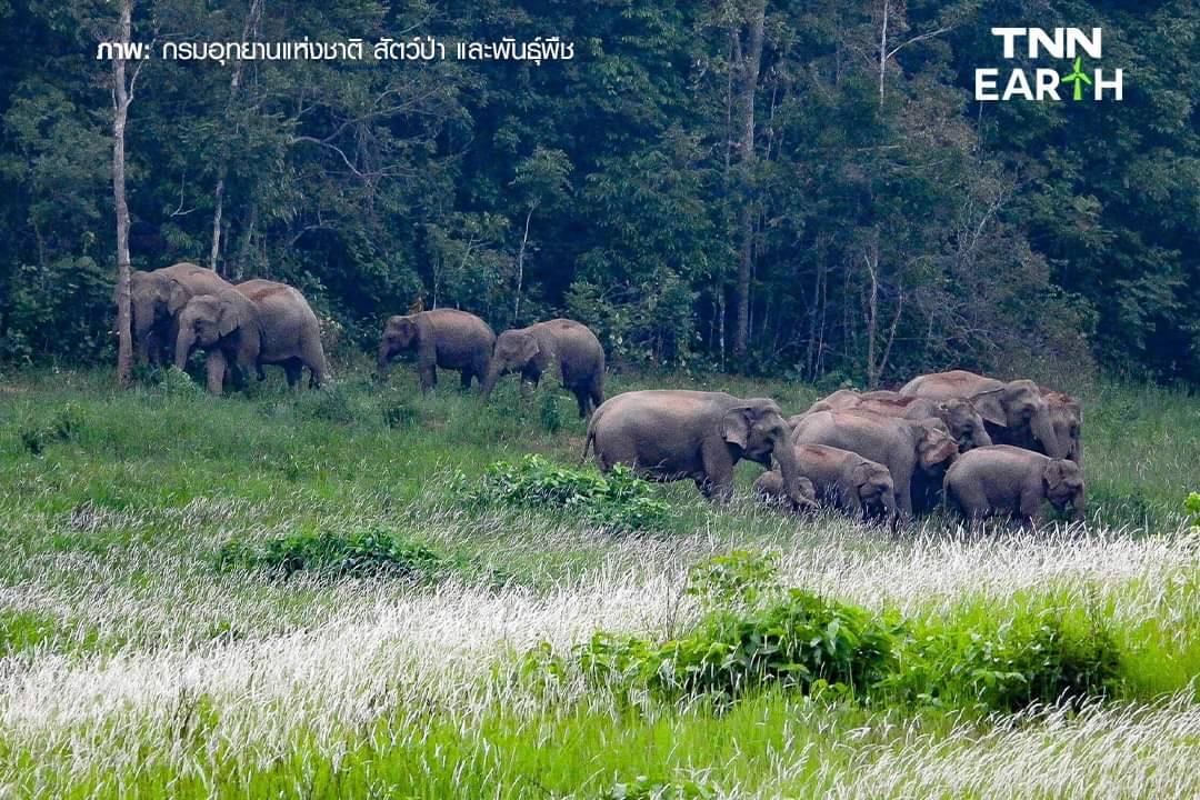  เปิดภาพ “โขลงช้างป่า” เขาใหญ่  รวมตัวหากินตามธรรมชาติ