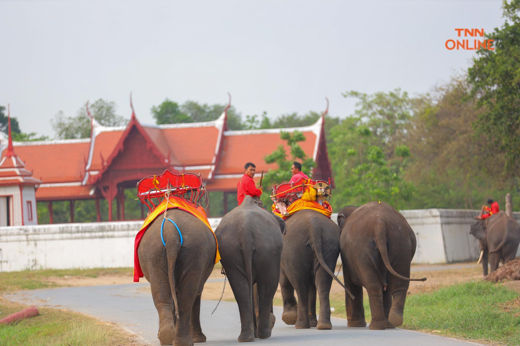 “วันช้างไทย” แลเพนียด ทำบุญ-เลี้ยงอาหารช้าง เพื่อเป็นสิริมงคล