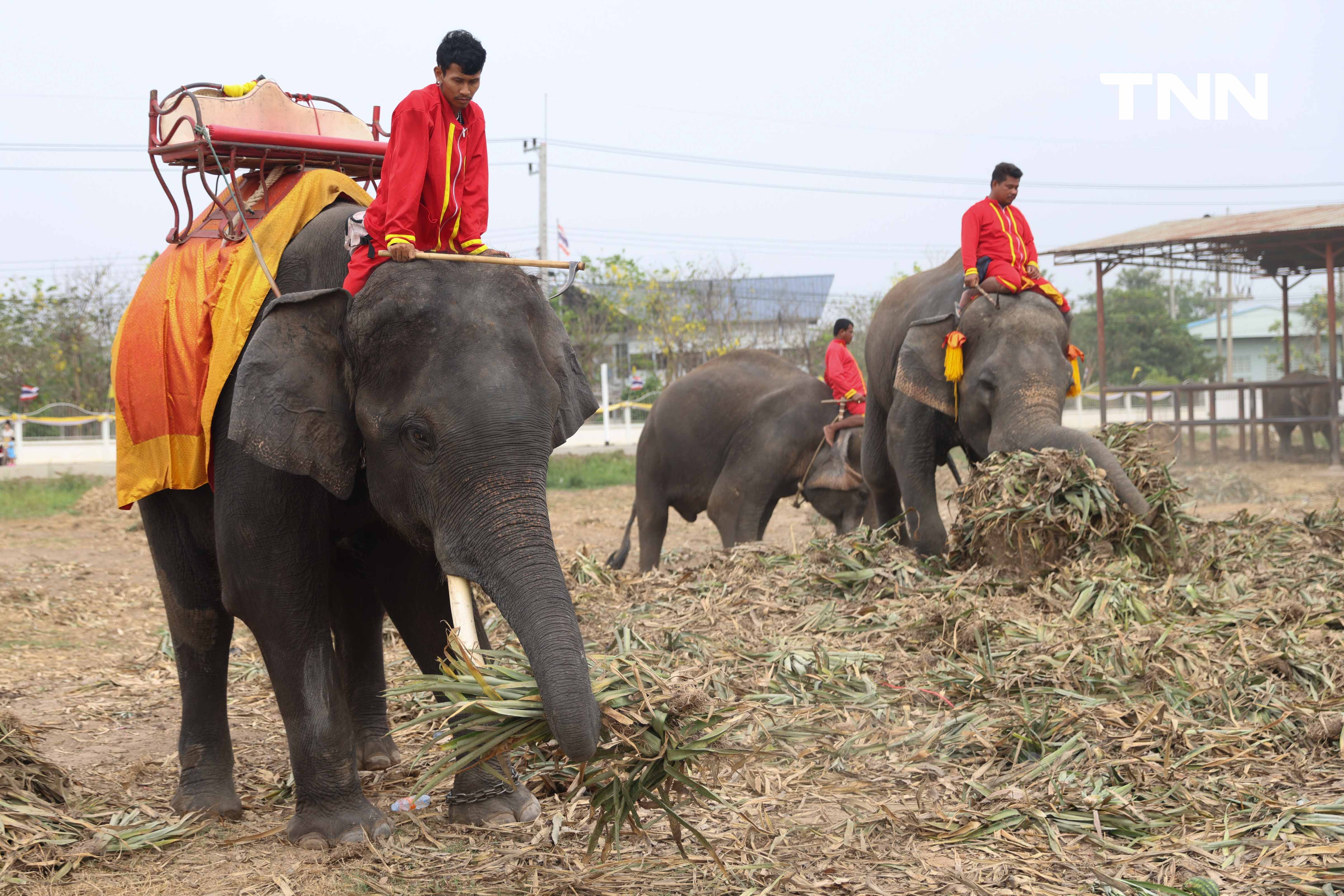 “วันช้างไทย” แลเพนียด ทำบุญ-เลี้ยงอาหารช้าง เพื่อเป็นสิริมงคล