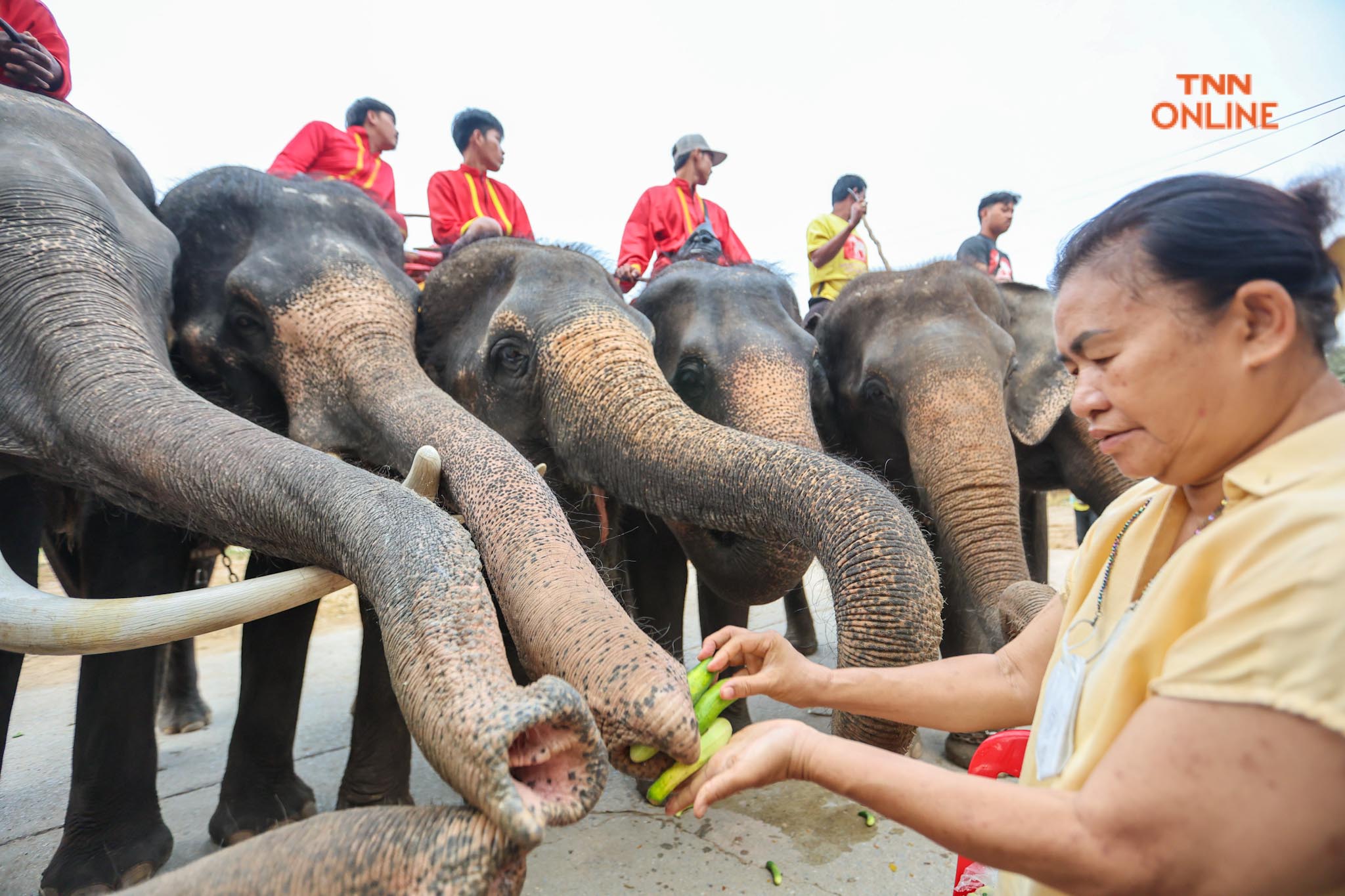 “วันช้างไทย” แลเพนียด ทำบุญ-เลี้ยงอาหารช้าง เพื่อเป็นสิริมงคล