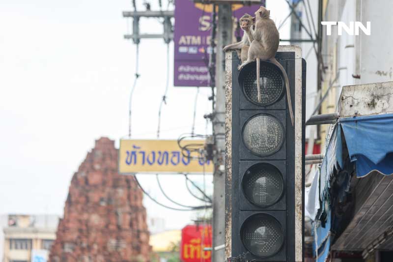 วันแรก ปิดเมืองจับลิงลพบุรีก่อนส่งทำทะเบียนลิง ทำหมัน เข้าบ้านใหม่ 