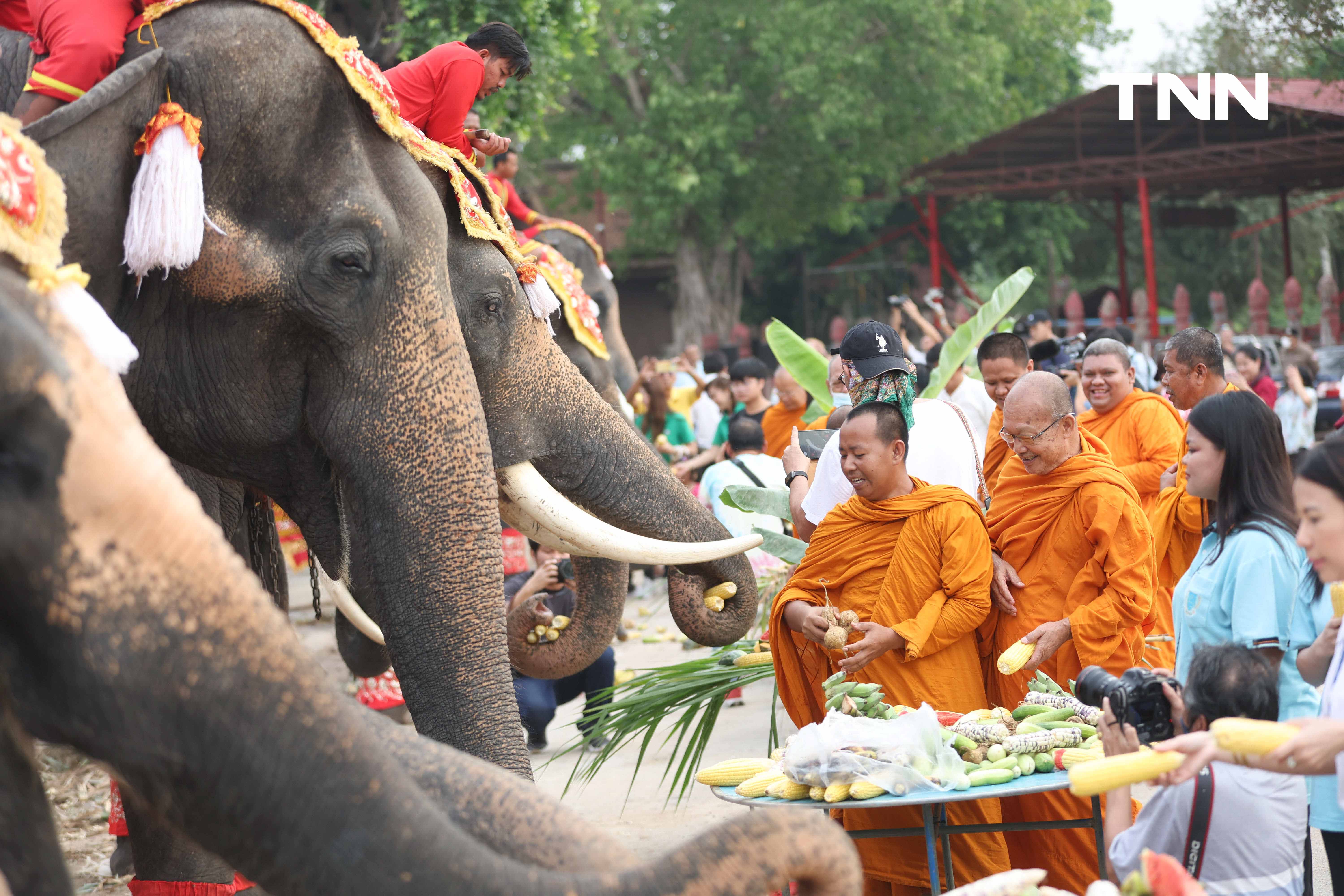 “วันช้างไทย” แลเพนียด ทำบุญ-เลี้ยงอาหารช้าง เพื่อเป็นสิริมงคล