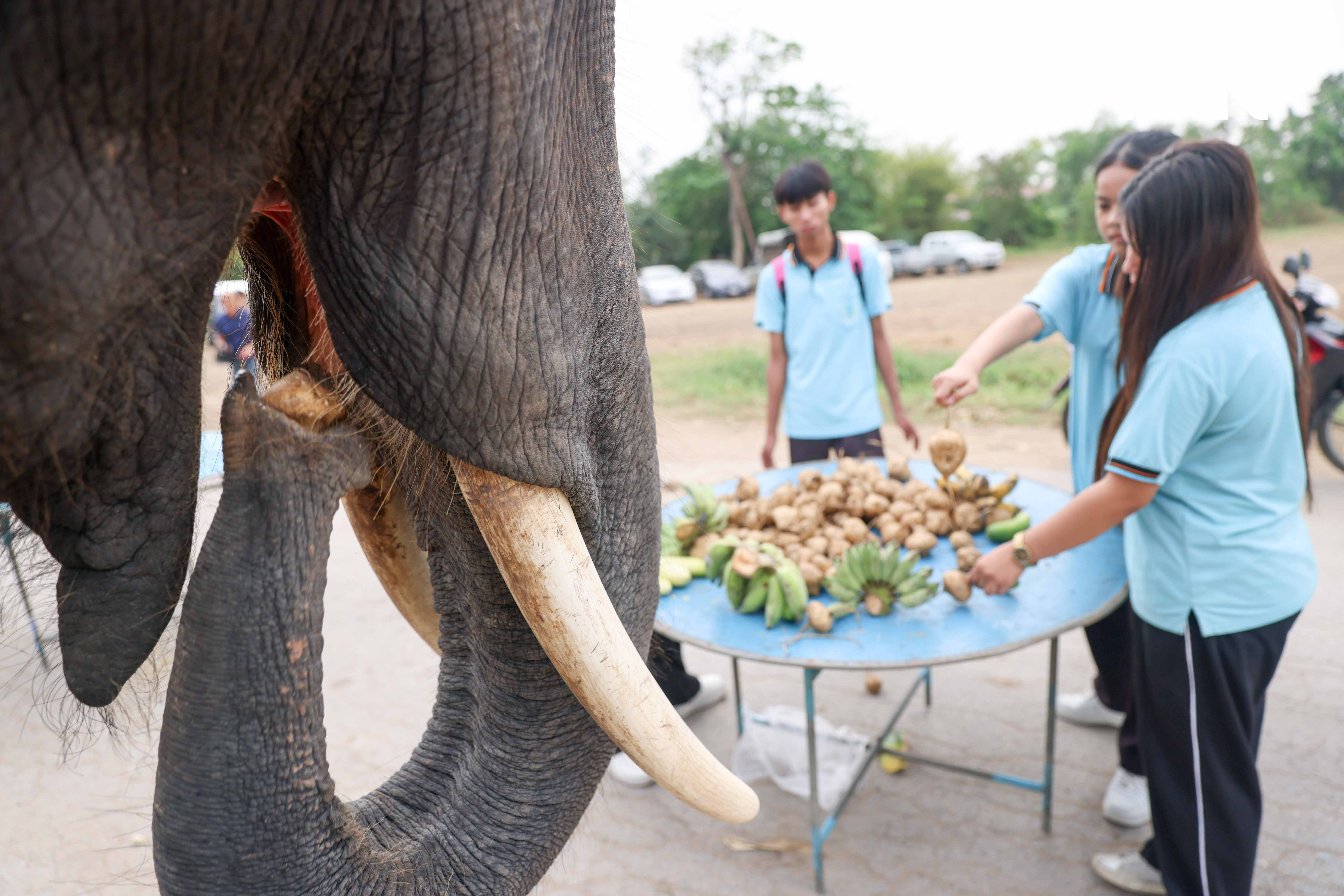 “วันช้างไทย” แลเพนียด ทำบุญ-เลี้ยงอาหารช้าง เพื่อเป็นสิริมงคล