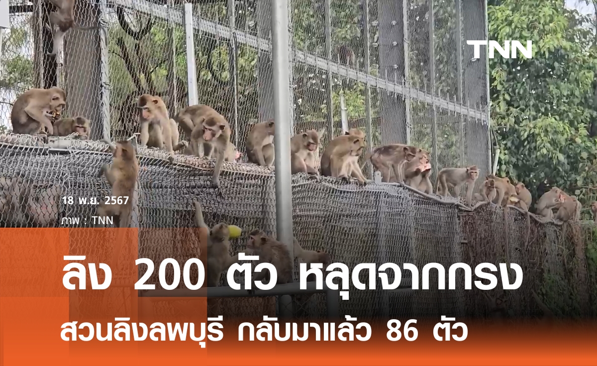 ลิงลพบุรีหลุดกรงกว่า 200 ตัว กลับมาเอง 86 ตัว 