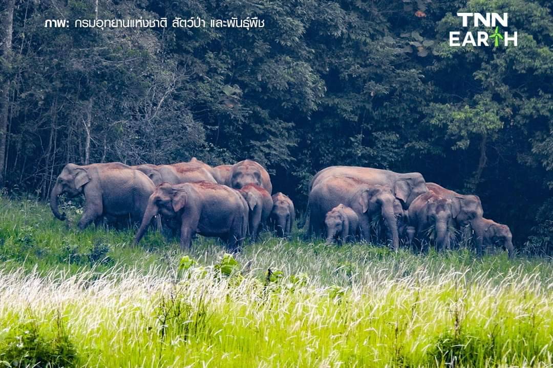  เปิดภาพ “โขลงช้างป่า” เขาใหญ่  รวมตัวหากินตามธรรมชาติ