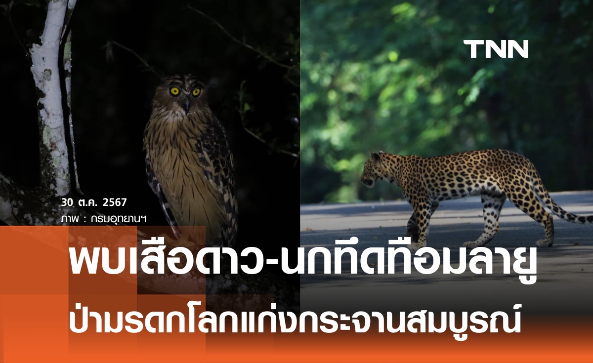 พบเสือดาว-นกทึดทือมลายูที่แก่งกระจาน สะท้อนความอุดมสมบูรณ์ผืนป่ามรดกโลก