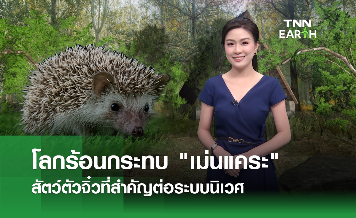 โลกร้อนกระทบ “เม่นแคระ” สัตว์ตัวจิ๋วที่สำคัญต่อระบบนิเวศ