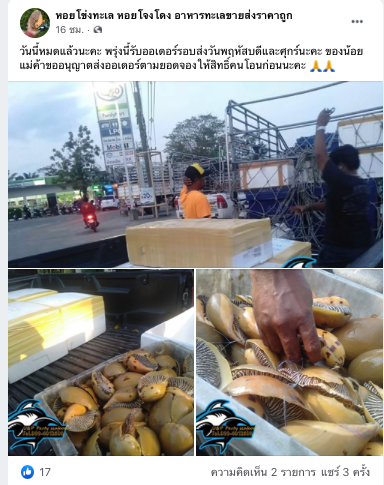 หอยกระโจงโดง คืออะไร 'ของอร่อย' หรือ สมบัติล้ำค่าหลังพบ 'ไข่มุกเมโล'