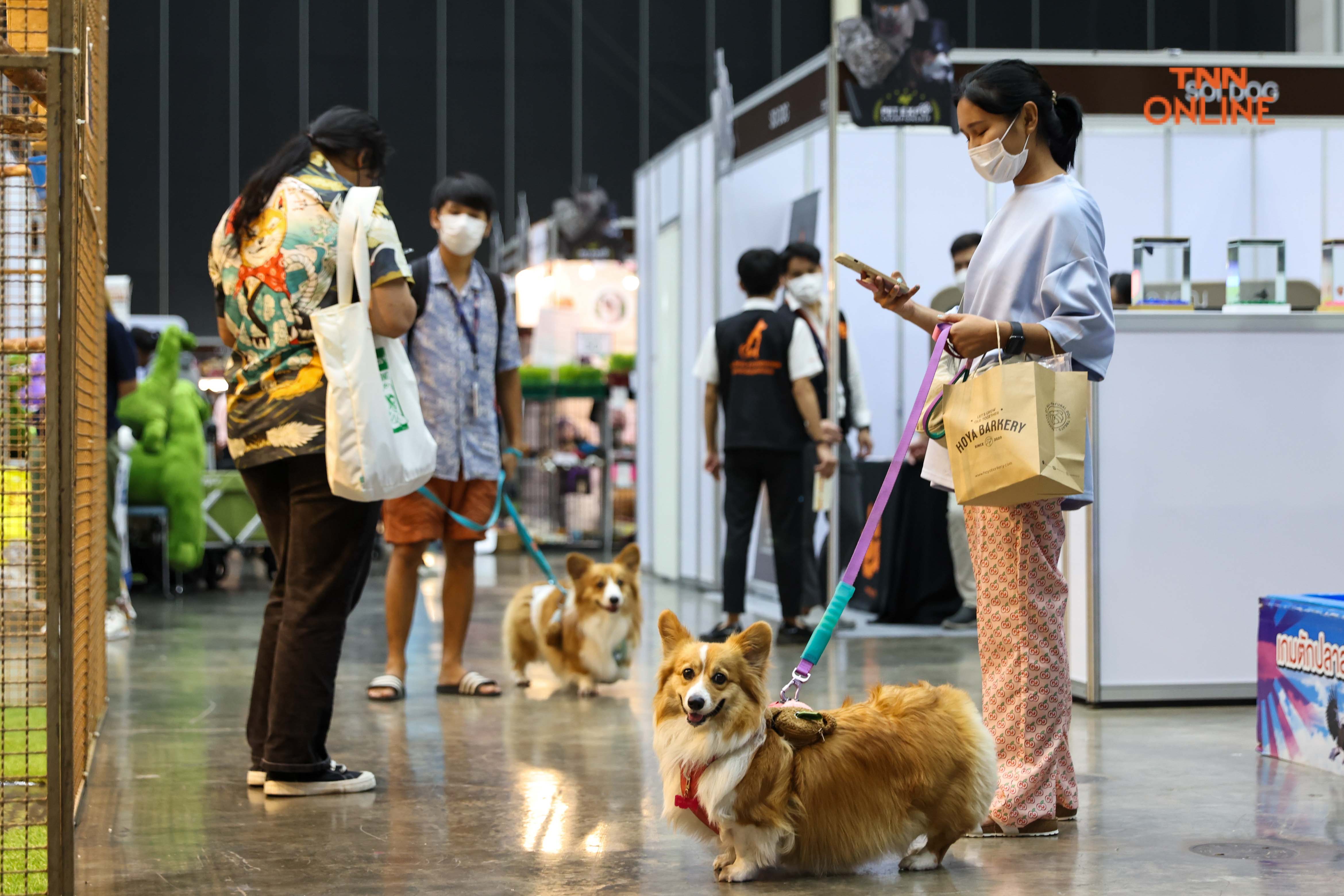 เริ่มแล้ว PET EXPO2022 ชวนชมความน่ารักจากเหล่าเพื่อนรักสี่ขา