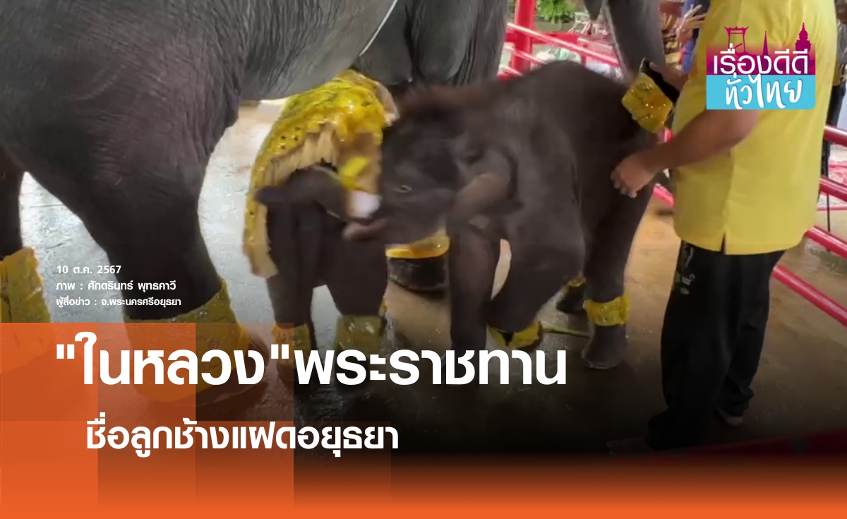 ในหลวงพระราชทานชื่อลูกช้างแฝด I เรื่องดีดีทั่วไทย 