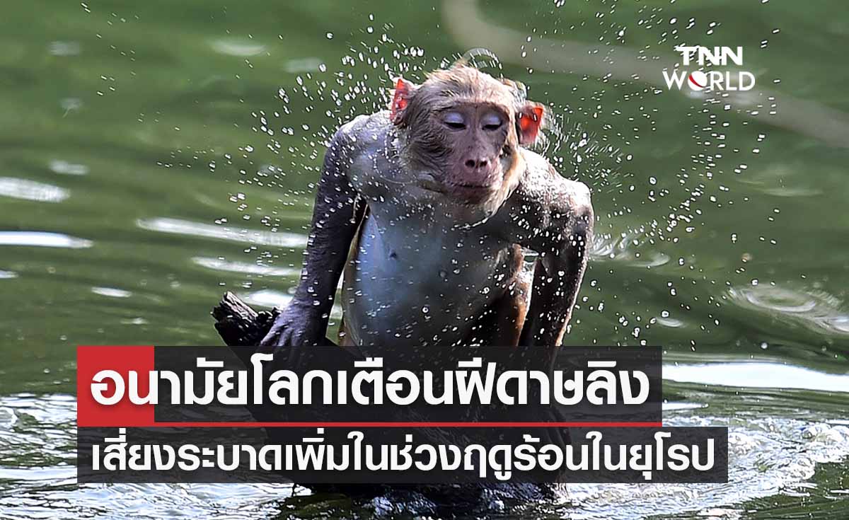 WHO เตือนยุโรป! ฤดูร้อนฝีดาษเสี่ยงระบาดเพิ่ม 