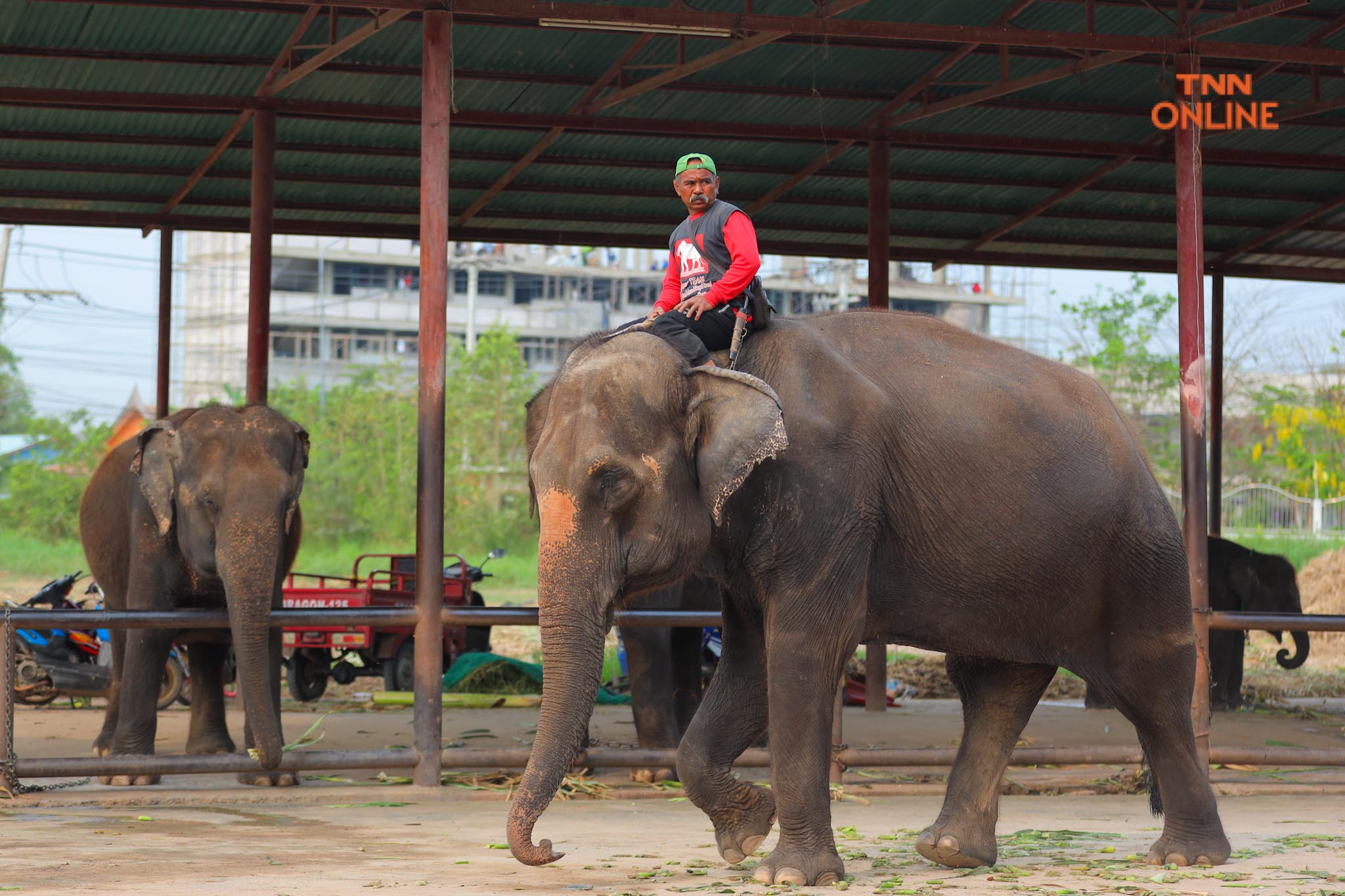 “วันช้างไทย” แลเพนียด ทำบุญ-เลี้ยงอาหารช้าง เพื่อเป็นสิริมงคล