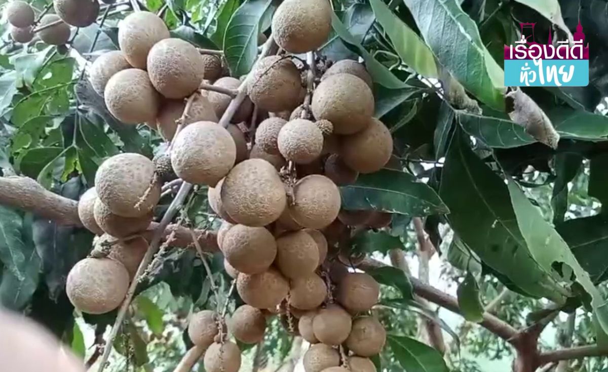 เปิดพิกัดสวนลำไยสายบุญเมืองสุราษฎร์ฯ I เรื่องดีดีทั่วไทย