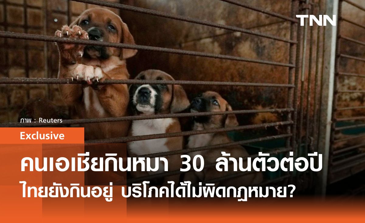 คนเอเชียกินหมา “30 ล้านตัวต่อปี” ไทยกินได้ไม่ผิดกฎ?