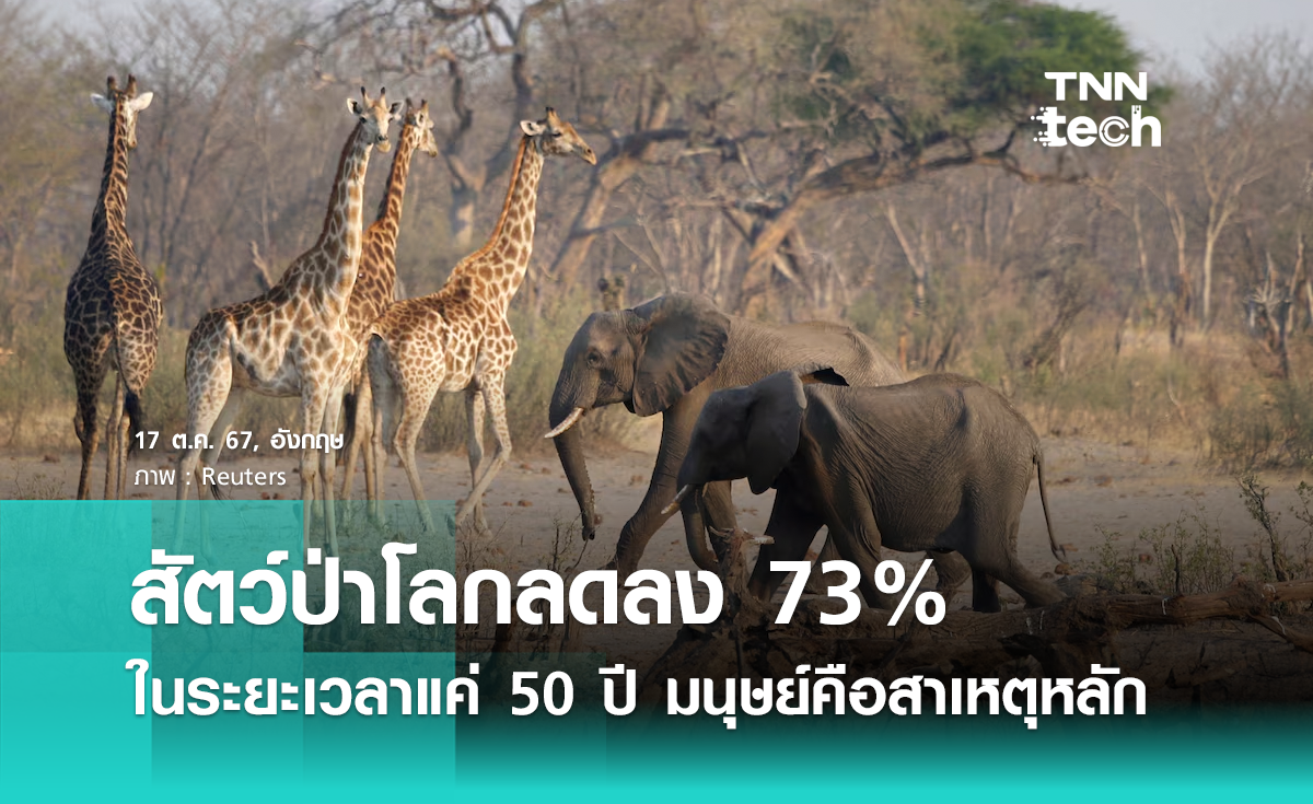 โลกวิกฤติ !? ประชากรสัตว์ป่าโลกลดลง 73% ในระยะเวลาแค่ 50 ปี