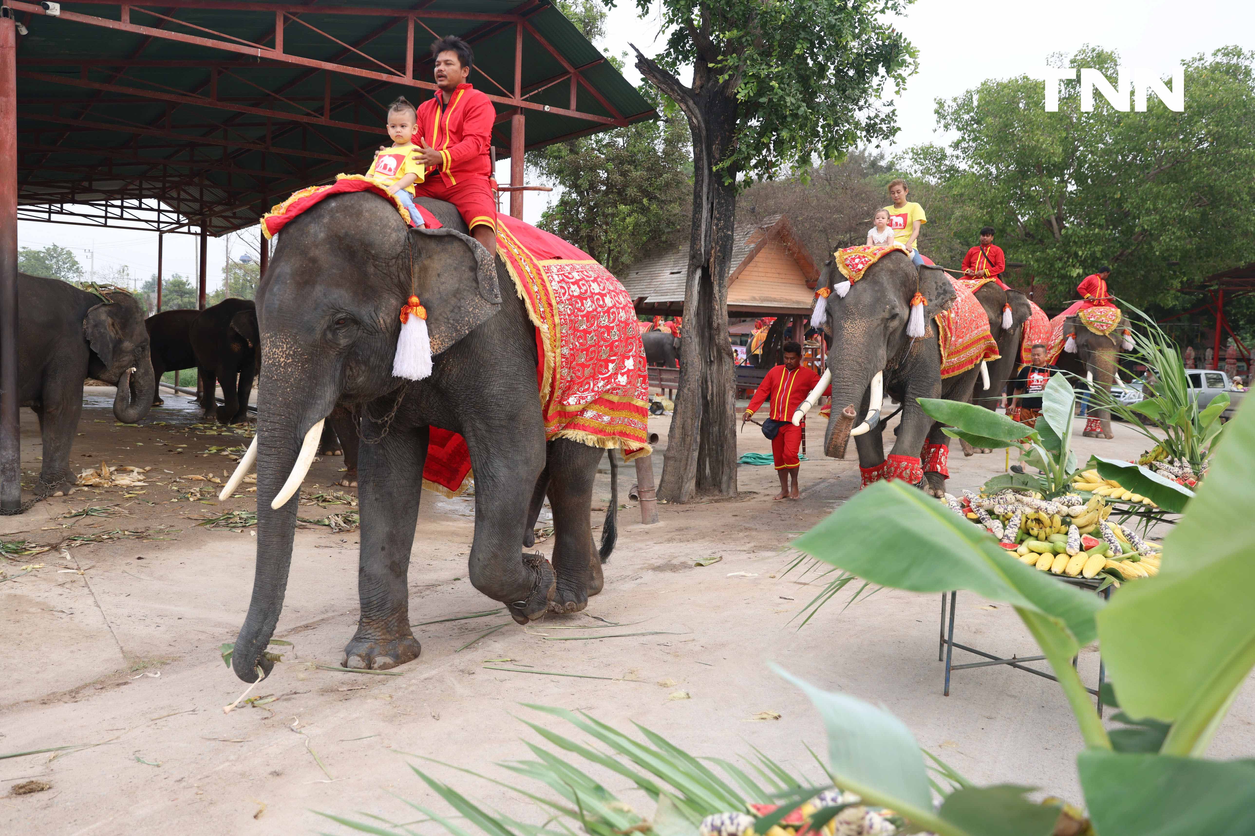 “วันช้างไทย” แลเพนียด ทำบุญ-เลี้ยงอาหารช้าง เพื่อเป็นสิริมงคล