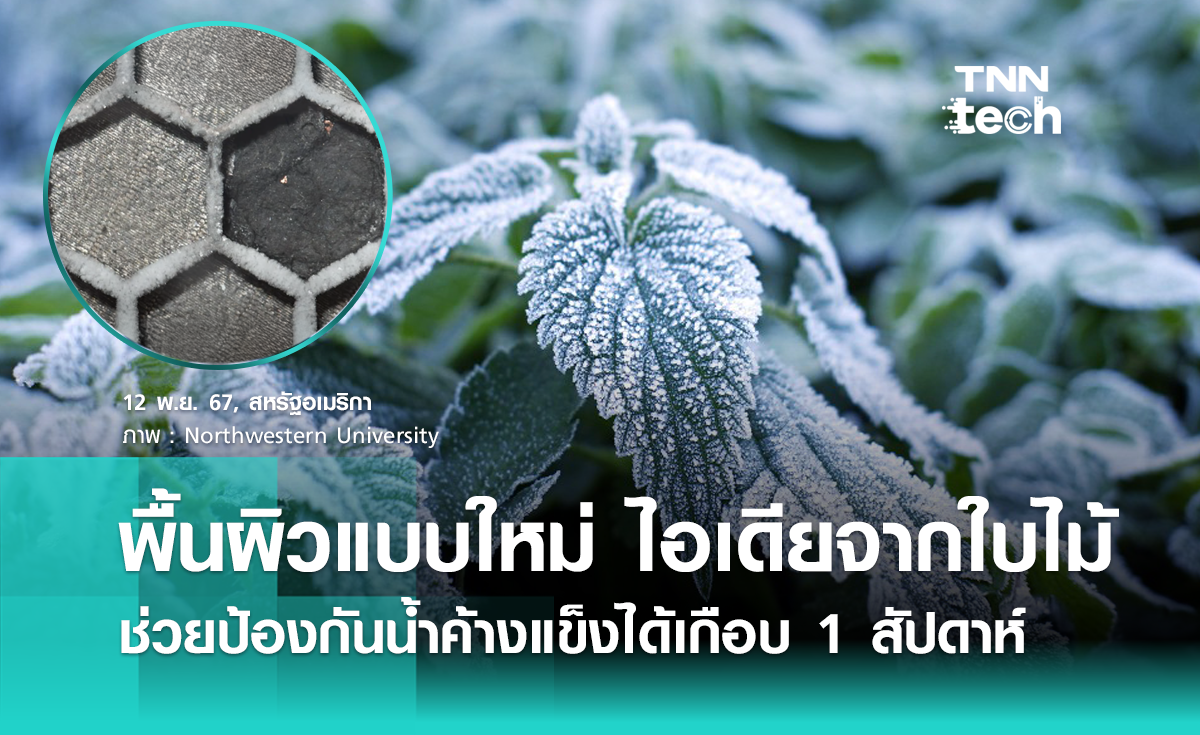 พื้นผิวแบบใหม่ แรงบันดาลใจจากใบไม้ ช่วยป้องกันน้ำค้างแข็งได้เกือบ 1 สัปดาห์