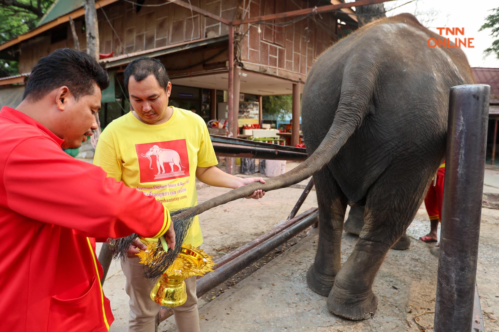 “วันช้างไทย” แลเพนียด ทำบุญ-เลี้ยงอาหารช้าง เพื่อเป็นสิริมงคล