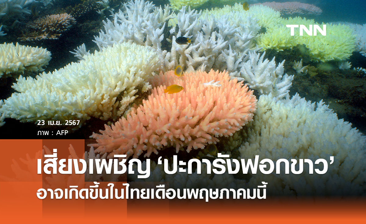 ประเทศไทยเสี่ยงเผชิญ ‘ปะการังฟอกขาว’ อาจเกิดขึ้นเดือนพ.ค. นี้ 