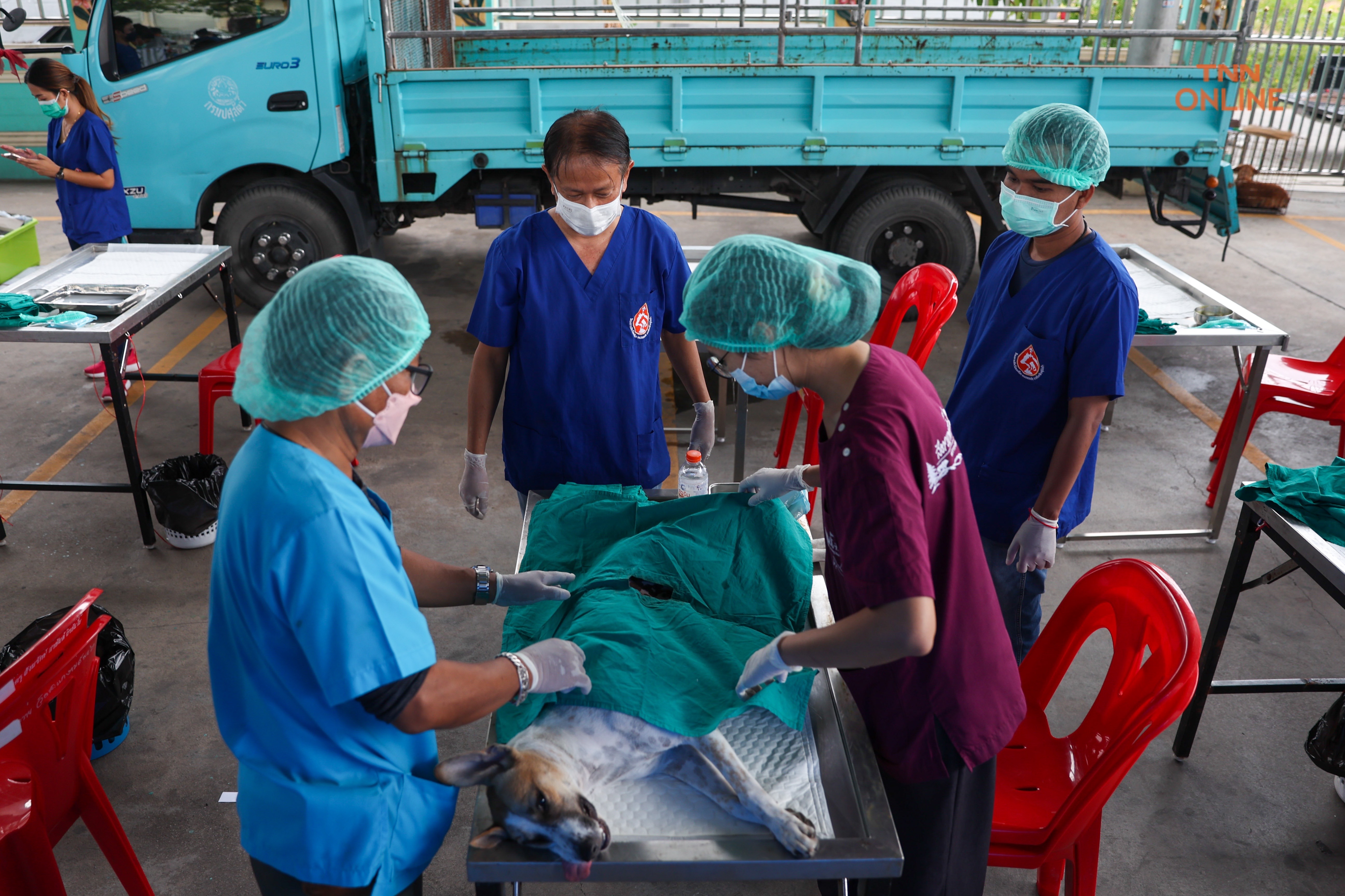 ทำหมันฟรีสุนัขและแมวควบคุมประชากรพร้อมจัดสวัสดิภาพสัตว์ 