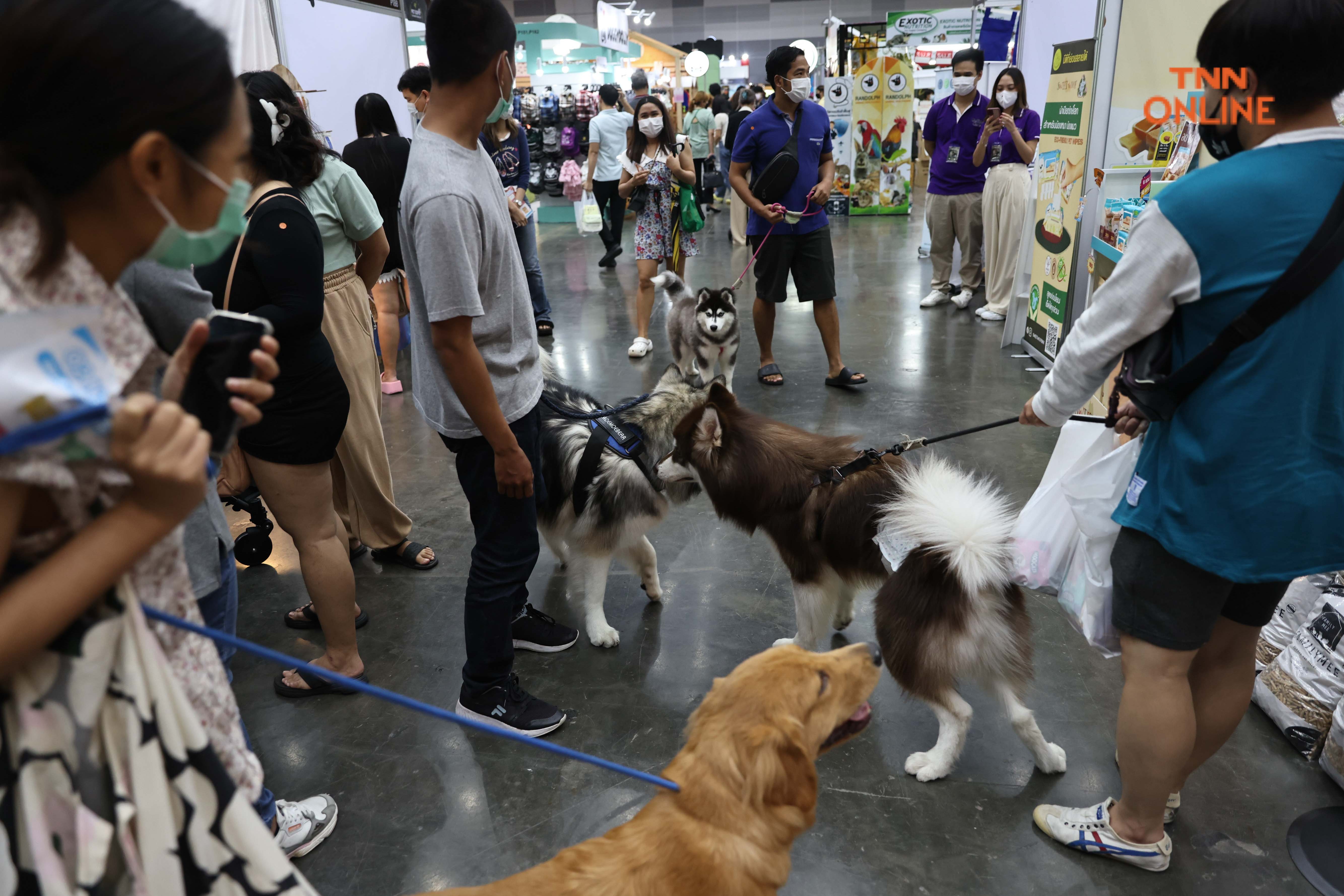 เริ่มแล้ว PET EXPO2022 ชวนชมความน่ารักจากเหล่าเพื่อนรักสี่ขา