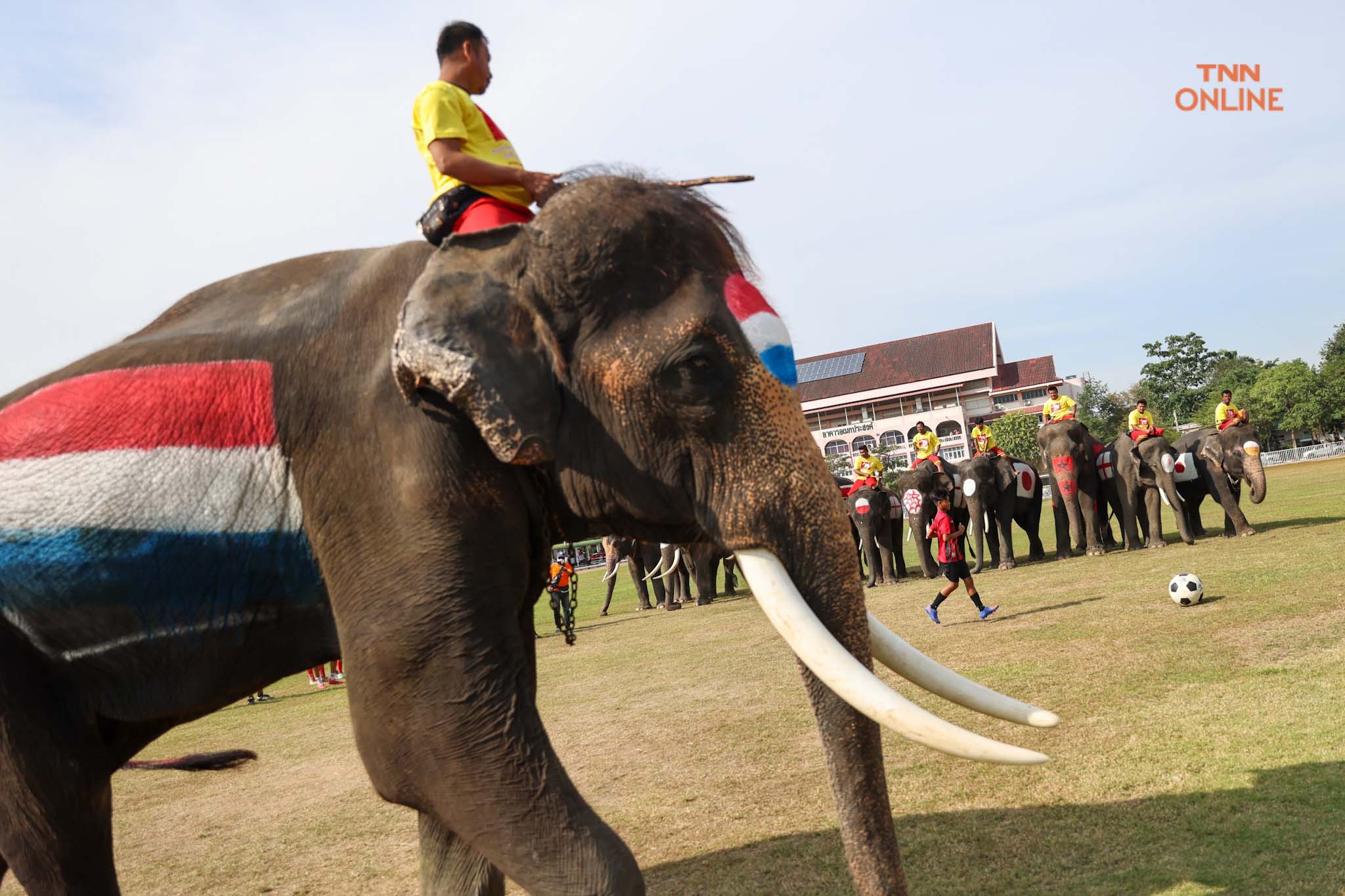 อยุธยาจัด“ช้างเตะบอลกับคน” ร่วมรณรงค์เชียร์บอลโลกไม่เล่นการพนัน