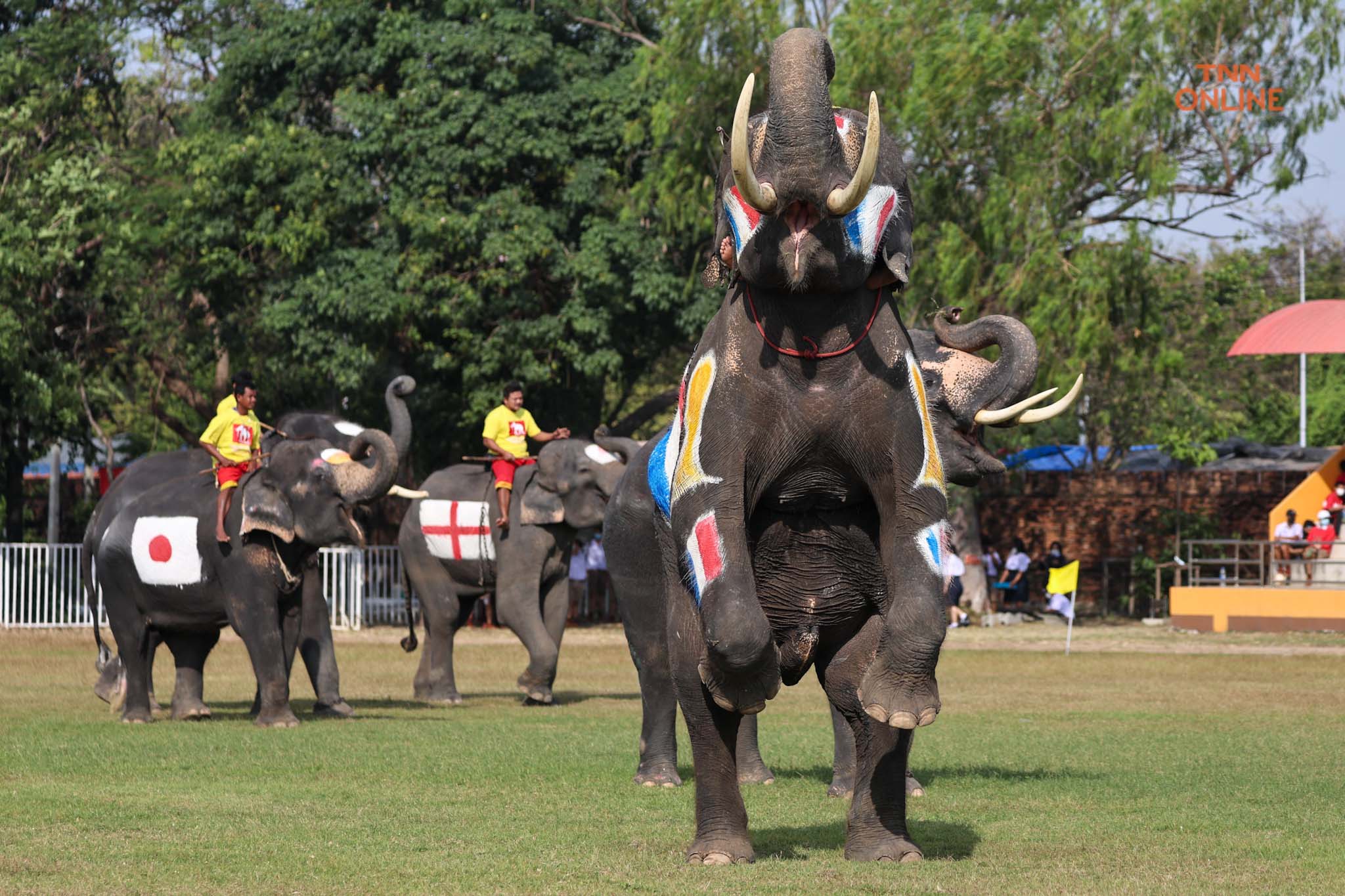 อยุธยาจัด“ช้างเตะบอลกับคน” ร่วมรณรงค์เชียร์บอลโลกไม่เล่นการพนัน