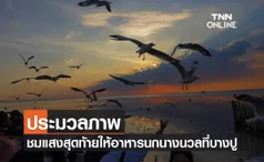 ประมวลภาพ ให้อาหารนกนางนวล ชมแสงสุดท้ายวันสิ้นปี ที่สถานตากอากาศบางปู