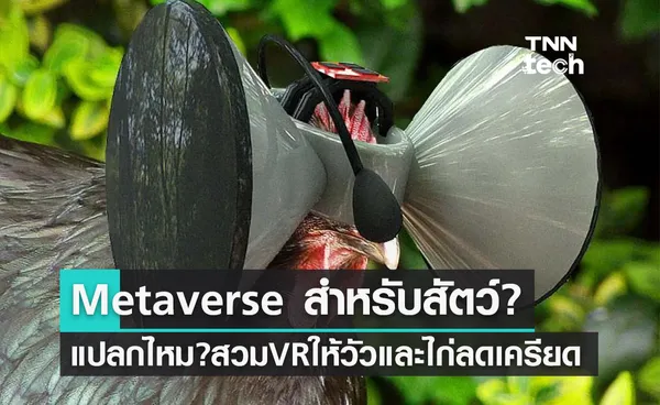 พาสัตว์เข้า Metaverse! นอกจากวัวสวม VR ไก่ก็มาด้วยเหมือนกัน