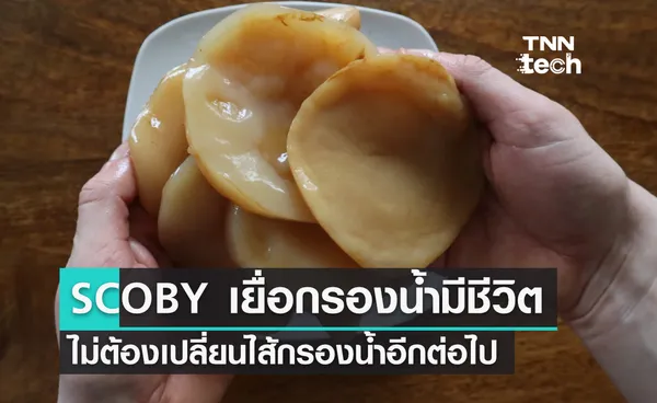 SCOBY เยื่อกรองน้ำมีชีวิต ใช้งานได้ยาวนาน ไม่ต้องเสียเงินเปลี่ยนไส้กรองอีกต่อไป !!