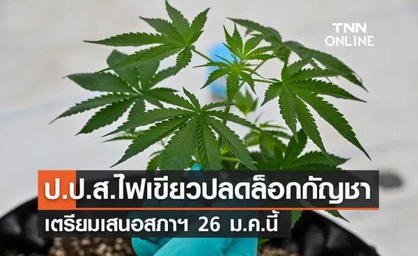 ป.ป.ส.ไฟเขียวปลดล็อกกัญชา เสนอสภา 26 ม.ค. นี้ 