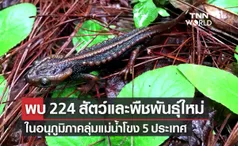  WWF พบ 224 สัตว์และพืชพันธ์ุใหม่ ในอนุภูมิภาคลุ่มน้ำโขง 5 ประเทศ