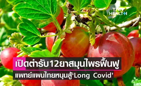 กรมการแพทย์แผนไทยและการแพทย์ทางเลือก เปิดตำรับ 12 ยาสมุนไพร ใช้ฟื้นฟูสุขภาพ หลังติดเชื้อโควิด-19